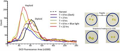 The right stuff; realizing the potential for enhanced biomass production in microalgae